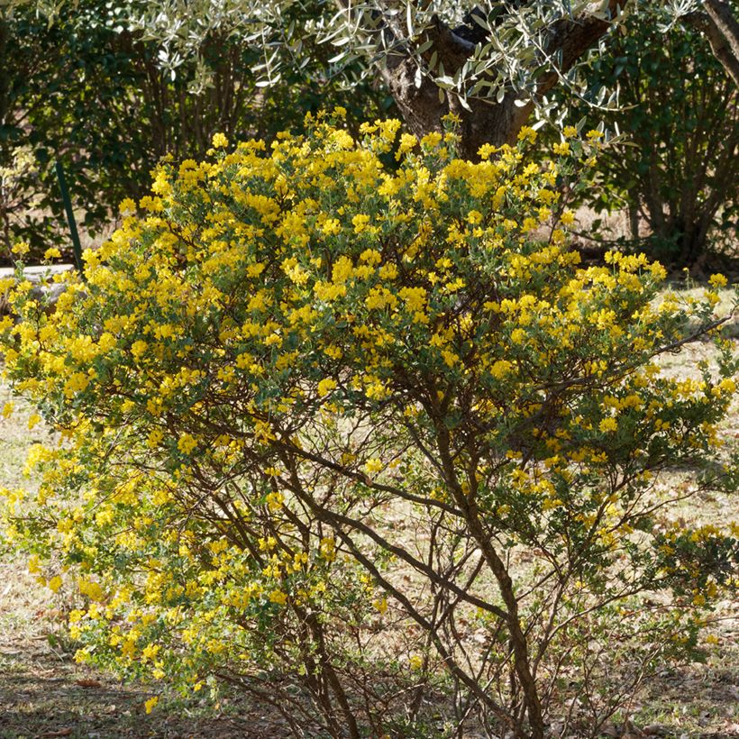 Hippocrepis emerus - Strauchkronwicke (Hafen)