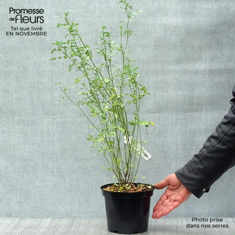 Exemplar von Coronilla valentina subsp. glauca - Blaugrüne Kronwicke Topf mit 2L/3L wie im Herbst geliefert