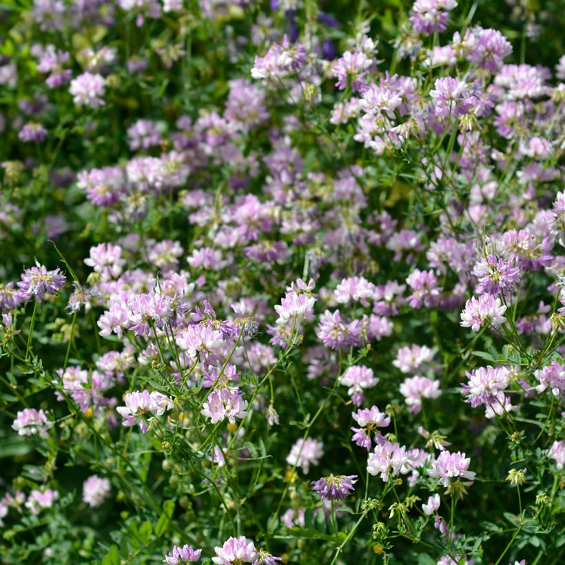 Coronilla varia - Bunte Kronwicke (Hafen)