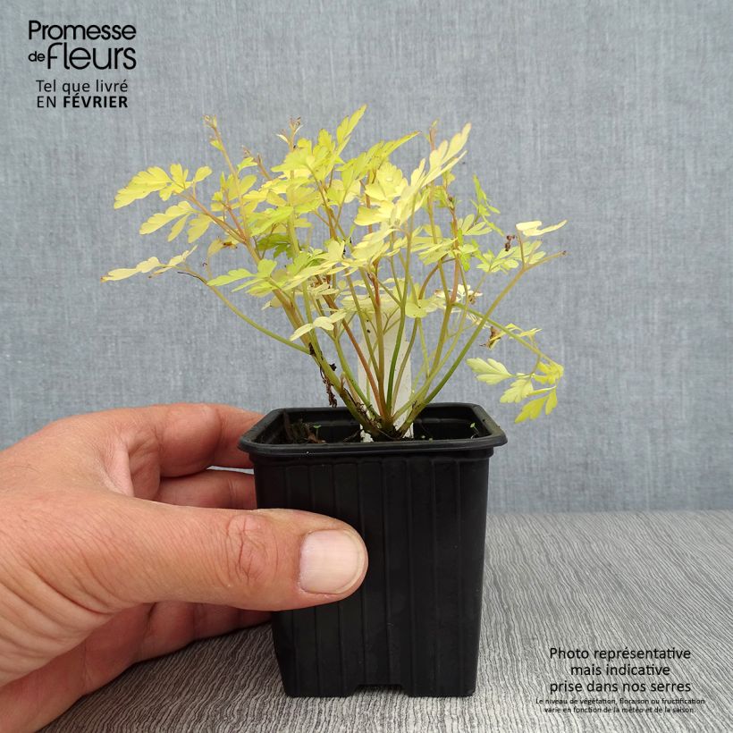 Exemplar von Corydalis Berry Exciting - Lerchensporn Kleine Töpfe von 8/9 cm wie im Herbst geliefert