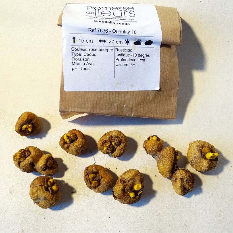 Beispiel eines Exemplars von Corydalis solida - Gefingerter Lerchensporn Zwiebel Kaliber/Größe 5+ wie geliefert
