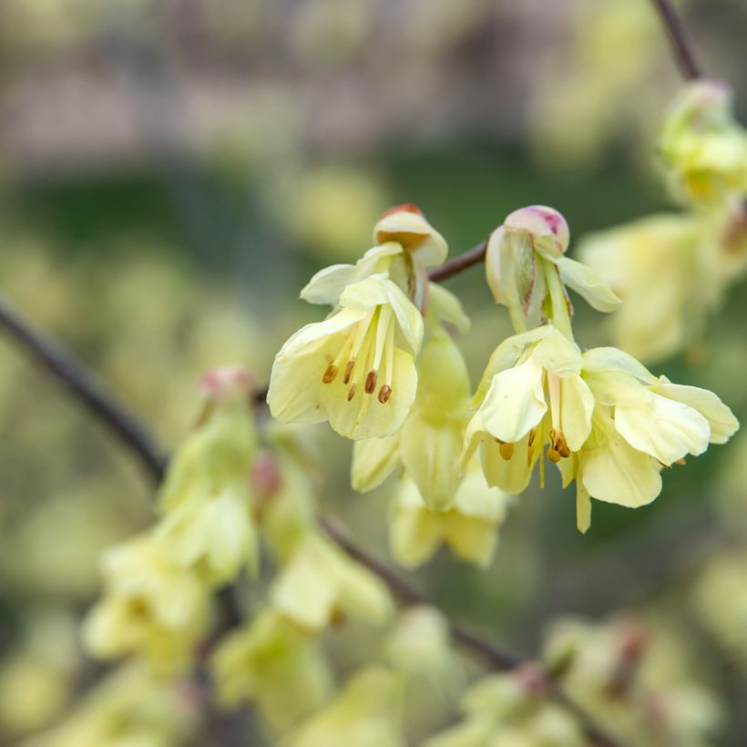 Corylopsis pauciflora - Scheinhasel (Blüte)