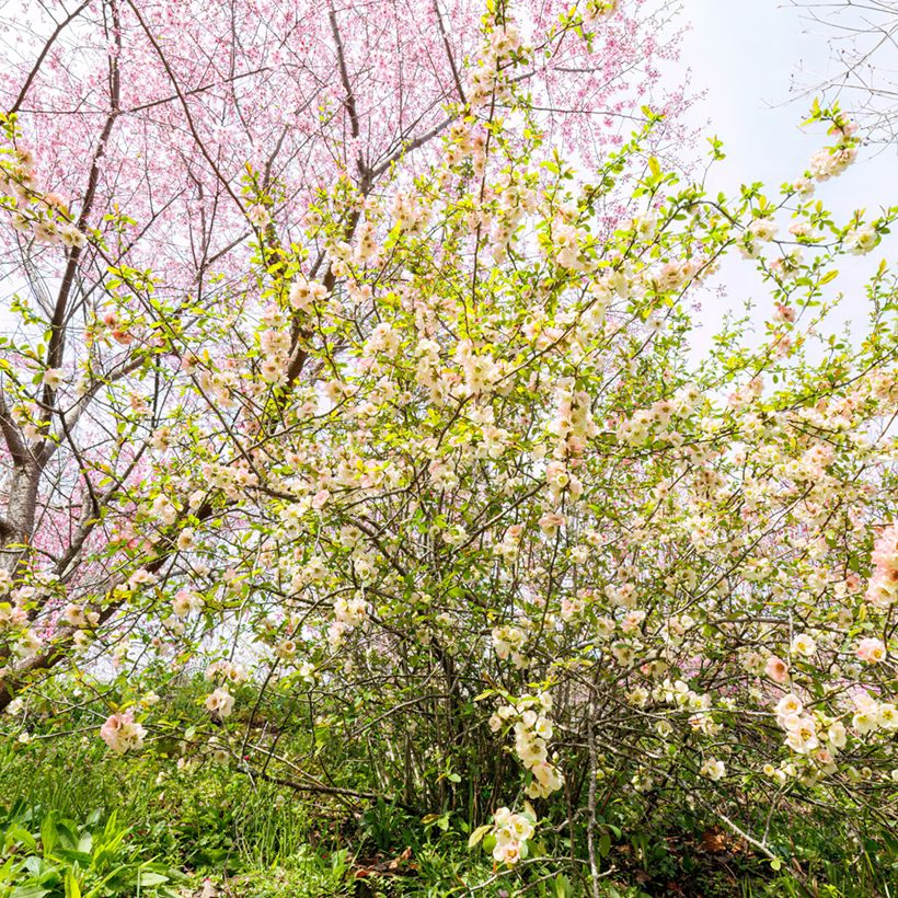 Corylopsis pauciflora - Scheinhasel (Hafen)