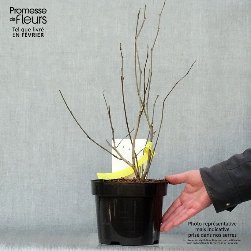 Exemplar von Corylopsis spicata - Scheinhasel Topf mit 2L/3L wie im Winter geliefert