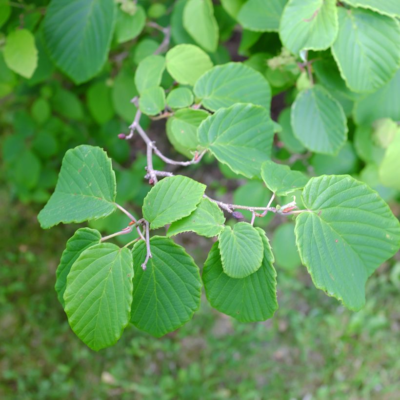 Corylopsis spicata - Scheinhasel (Laub)