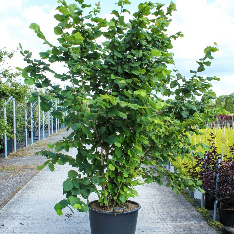 Exemplar von Haselnuss - Corylus avellana Topf mit 80L/90L wie im Frühjahr geliefert