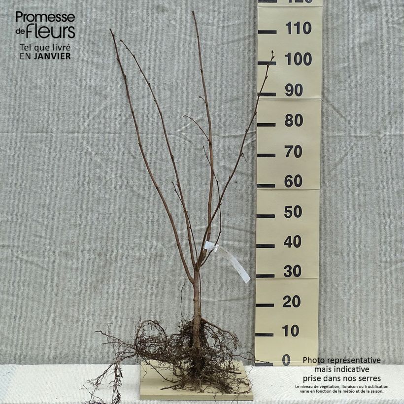 Exemplar von Haselnuss Webb's Prize Cobb - Corylus avellana Wurzelnackt wie im Winter geliefert