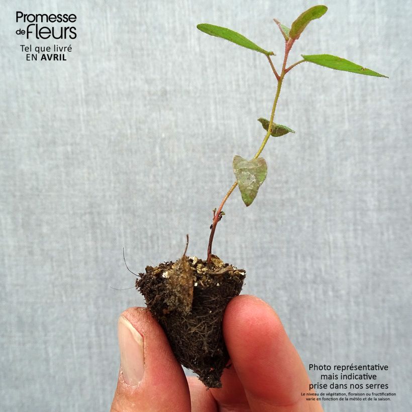 Exemplar von Corymbia citriodora - Zitroneneukalyptus Mini-Plug Ø 1,5/2,5 cm wie im Frühjahr geliefert