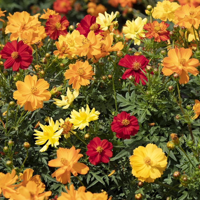 Cosmos sulphureus Brightness Mixed (Samen) - Gelbes Schmuckkörbchen (Blüte)