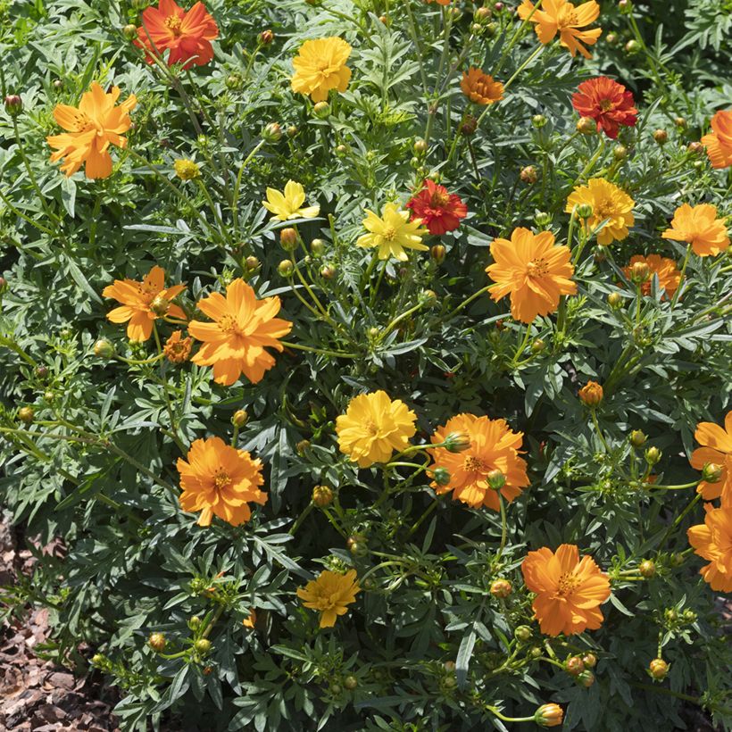 Cosmos sulphureus Brightness Mixed (Samen) - Gelbes Schmuckkörbchen (Hafen)