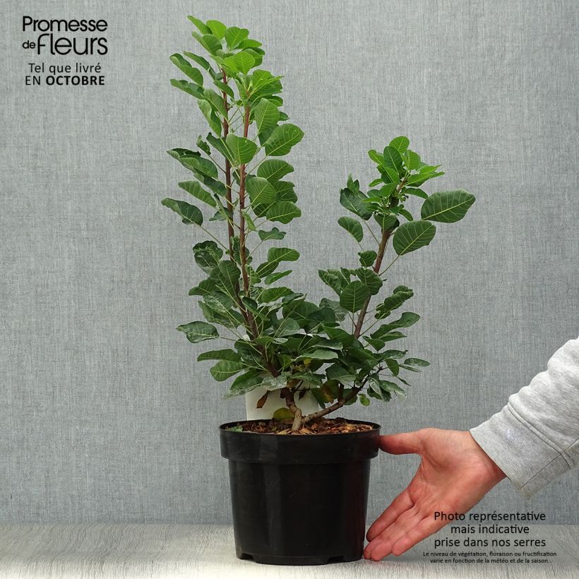 Exemplar von Perückenstrauch Joe - Cotinus coggygria Topf mit 3L/4L wie im Herbst geliefert
