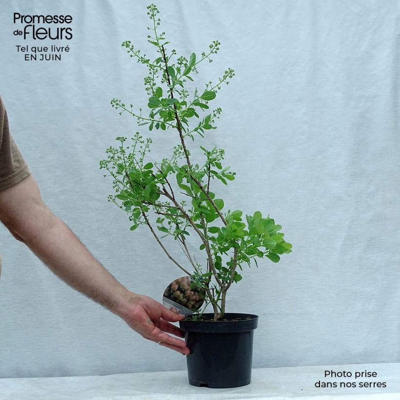Exemplar von Perückenstrauch Young Lady - Cotinus coggygria Topf mit 2L/3L wie im Sommer geliefert