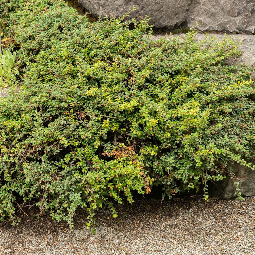 Cotoneaster adpressus - Zwergmispel (Hafen)