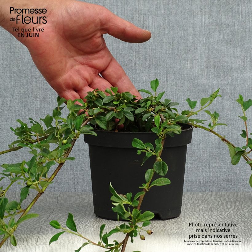Exemplar von Cotoneaster dammeri - Teppich-Zwergmispel Kleine Töpfe von 8/9 cm wie im Sommer geliefert