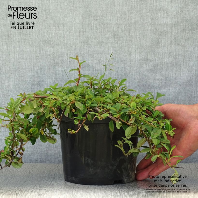 Exemplar von Cotoneaster dammeri - Teppich-Zwergmispel Topf mit 2L/3L wie im Sommer geliefert