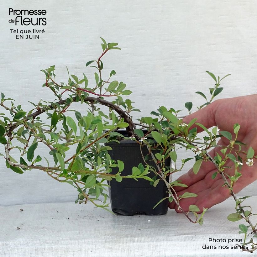 Exemplar von Cotoneaster dammeri Eichholz - Teppich-Zwergmispel Kleine Töpfe von 8/9 cm wie im Sommer geliefert