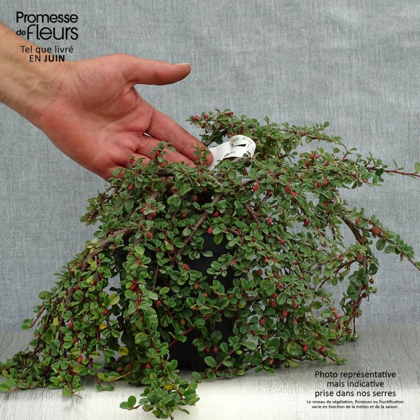 Exemplar von Cotoneaster dammeri Evergreen - Teppich-Zwergmispel Topf mit 2L/3L wie im Sommer geliefert