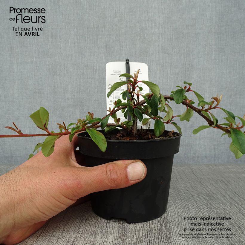 Exemplar von Cotoneaster dammeri Major - Teppich-Zwergmispel Topf mit 1L/1,5L wie im Frühjahr geliefert