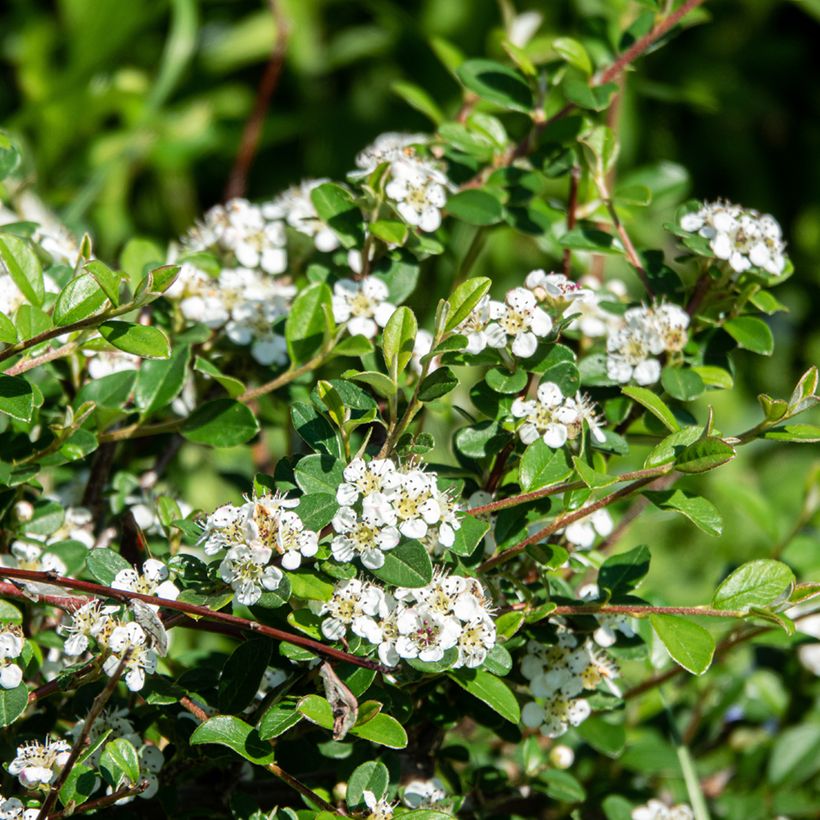 Cotoneaster dammeri Major - Teppich-Zwergmispel (Blüte)