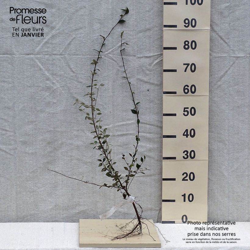 Exemplar von Cotoneaster franchetii - Zwergmispel Wurzelnackt wie im Winter geliefert