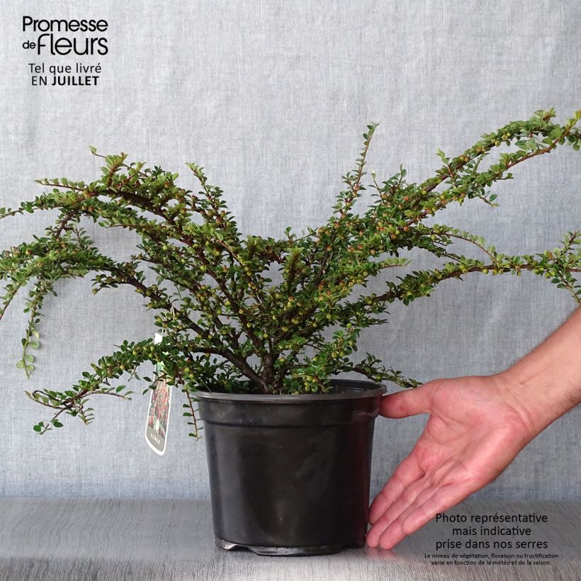 Exemplar von Cotoneaster horizontalis - Zwergmispel Topf mit 2L/3L wie im Sommer geliefert
