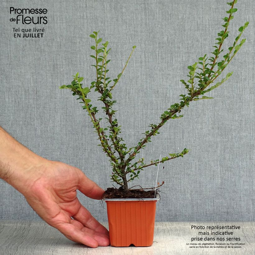 Exemplar von Cotoneaster horizontalis - Zwergmispel Kleine Töpfe von 8/9 cm wie im Sommer geliefert