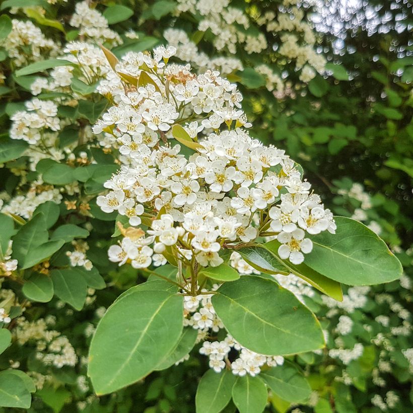 Cotoneaster lacteus - Zwergmispel (Blüte)