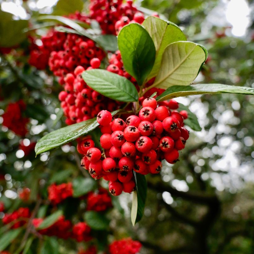 Cotoneaster lacteus - Zwergmispel (Ernte)
