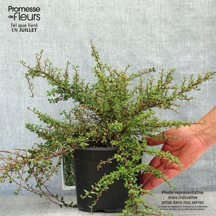Exemplar von Cotoneaster microphyllus - Zwergmispel Topf mit 2L/3L wie im Sommer geliefert
