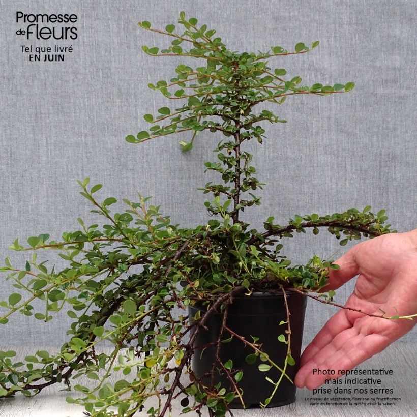 Exemplar von Cotoneaster procumbens Queen of Carpets - Teppich-Zwergmispel Topf mit 1L/1,5L wie im Sommer geliefert