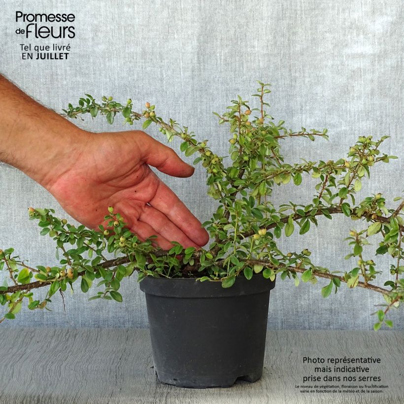 Exemplar von Cotoneaster suecicus Coral Beauty - Zwergmispel Topf mit 1L/1,5L wie im Sommer geliefert