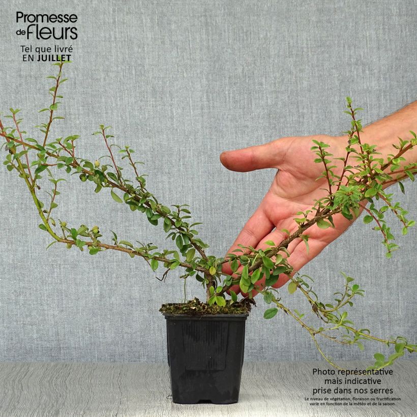 Exemplar von Cotoneaster suecicus Coral Beauty - Zwergmispel Kleine Töpfe von 8/9 cm wie im Sommer geliefert