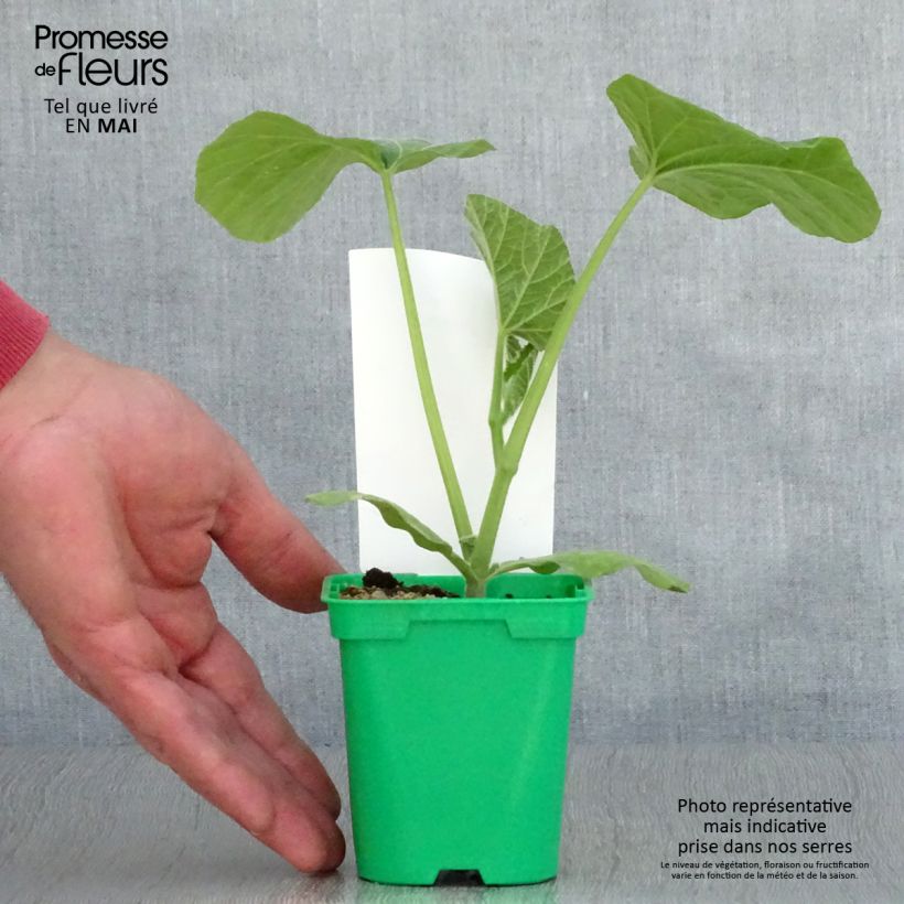 Exemplar von Moschus-Kürbis Sibelle F1 Topf 10 cm/11cm wie im Frühjahr geliefert