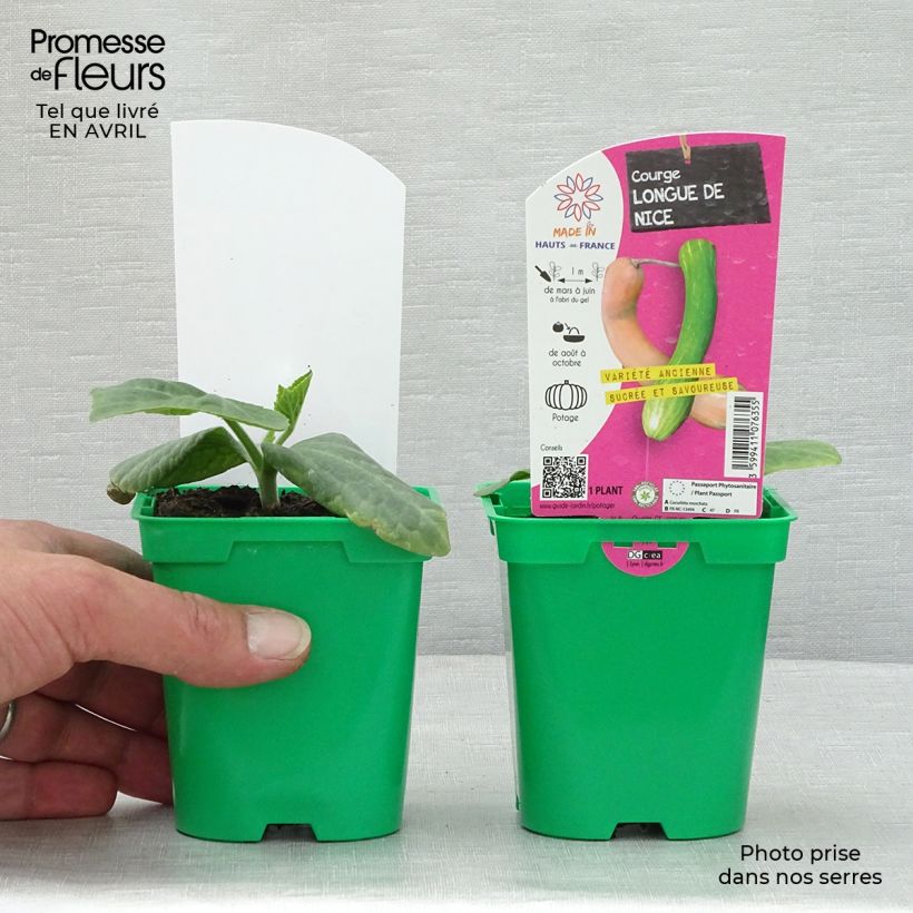 Exemplar von Garten-Kürbis Longue de Nice (Pflanzen) Topf 10 cm/11cm wie im Frühjahr geliefert