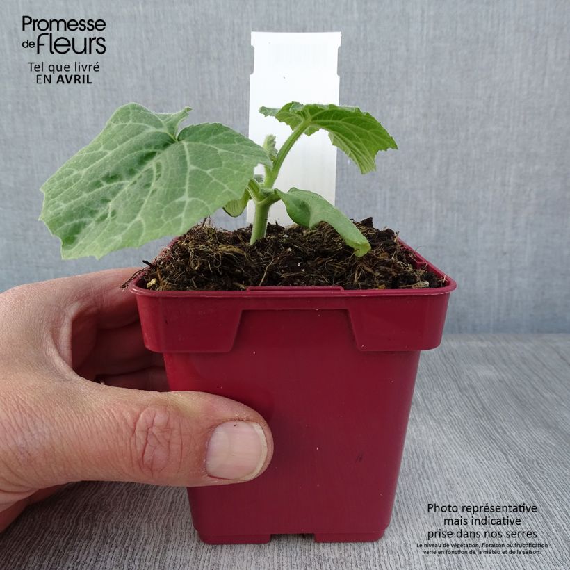 Exemplar von Moschus-Kürbis Musquée d'hiver de Provence Topf 10 cm/11cm wie im Frühjahr geliefert