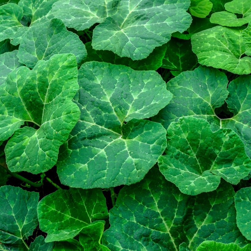 Feigenblatt-Kürbis Bio - Ferme de Sainte Marthe - Cucurbita ficifolia (Laub)