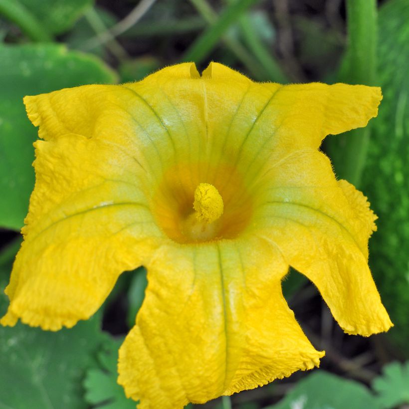 Feigenblatt-Kürbis Bio - Ferme de Sainte Marthe - Cucurbita ficifolia (Blüte)