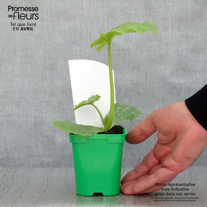 Exemplar von Garten-Kürbis Astia F1 Topf 10 cm/11cm wie im Frühjahr geliefert