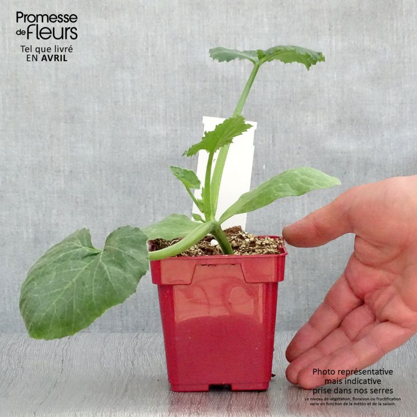 Exemplar von Garten-Kürbis Diamant F1 Topf 10 cm/11cm wie im Frühjahr geliefert