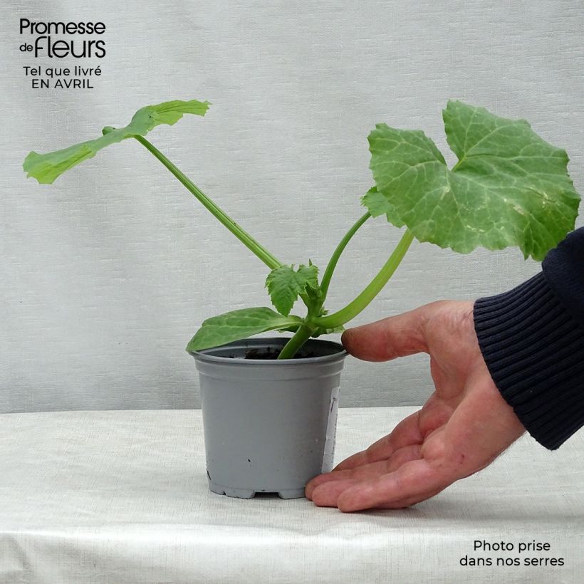 Exemplar von Garten-Kürbis Easy Pick Green F1 Topf 10 cm/11cm wie im Frühjahr geliefert