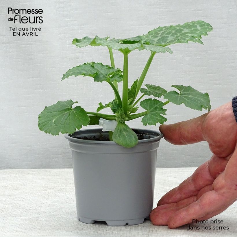 Exemplar von Veredelte Garten-Kürbis Kimber F1 (Veredelt) Kleine Töpfe von 8/9 cm wie im Frühjahr geliefert