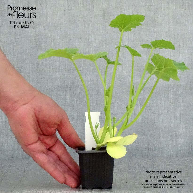 Exemplar von Garten-Kürbis Tarmino F1 Kleine Töpfe von 7/8 cm wie im Frühjahr geliefert