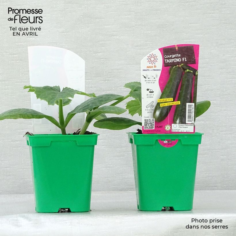 Exemplar von Garten-Kürbis Tarmino F1 Topf 10 cm/11cm wie im Frühjahr geliefert