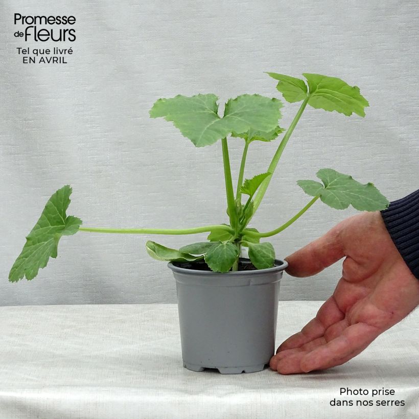 Exemplar von Veredelte Garten-Kürbis Sebring F1 (Veredelt) Kleine Töpfe von 8/9 cm wie im Frühjahr geliefert