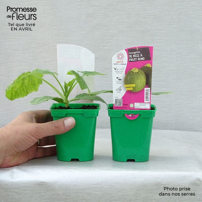 Exemplar von Garten-Kürbis de Nice à fruit rond (Pflanzen) Topf 10 cm/11cm wie im Frühjahr geliefert