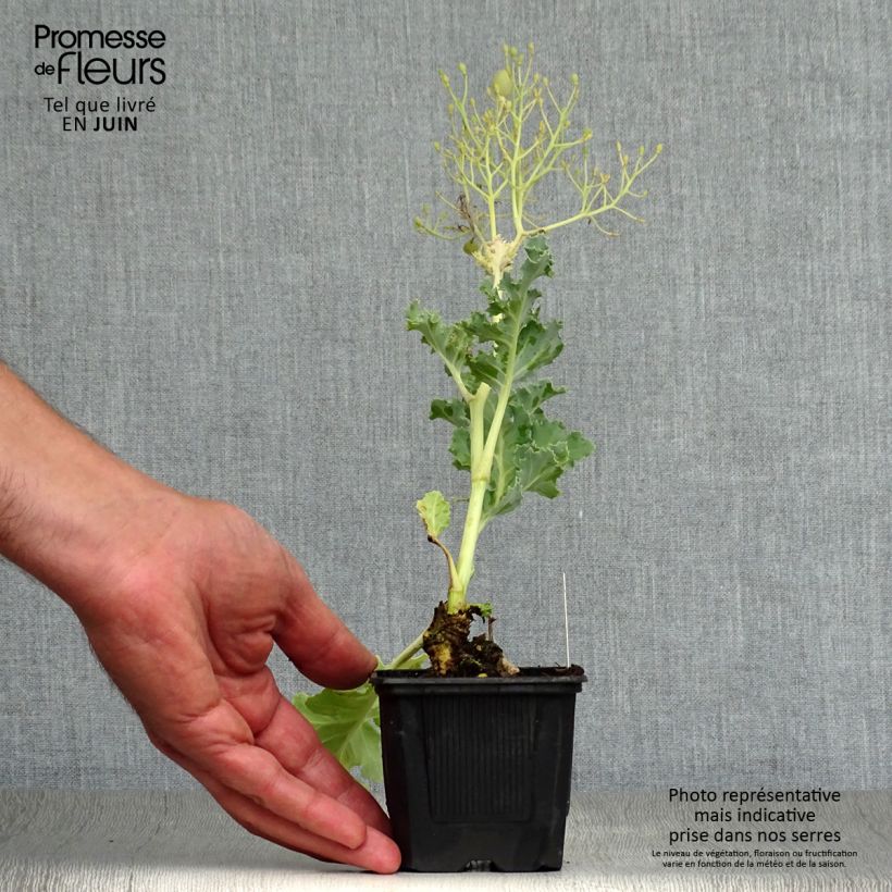 Exemplar von Echter Meerkohl - Crambe maritima Kleine Töpfe von 8/9 cm wie im Sommer geliefert