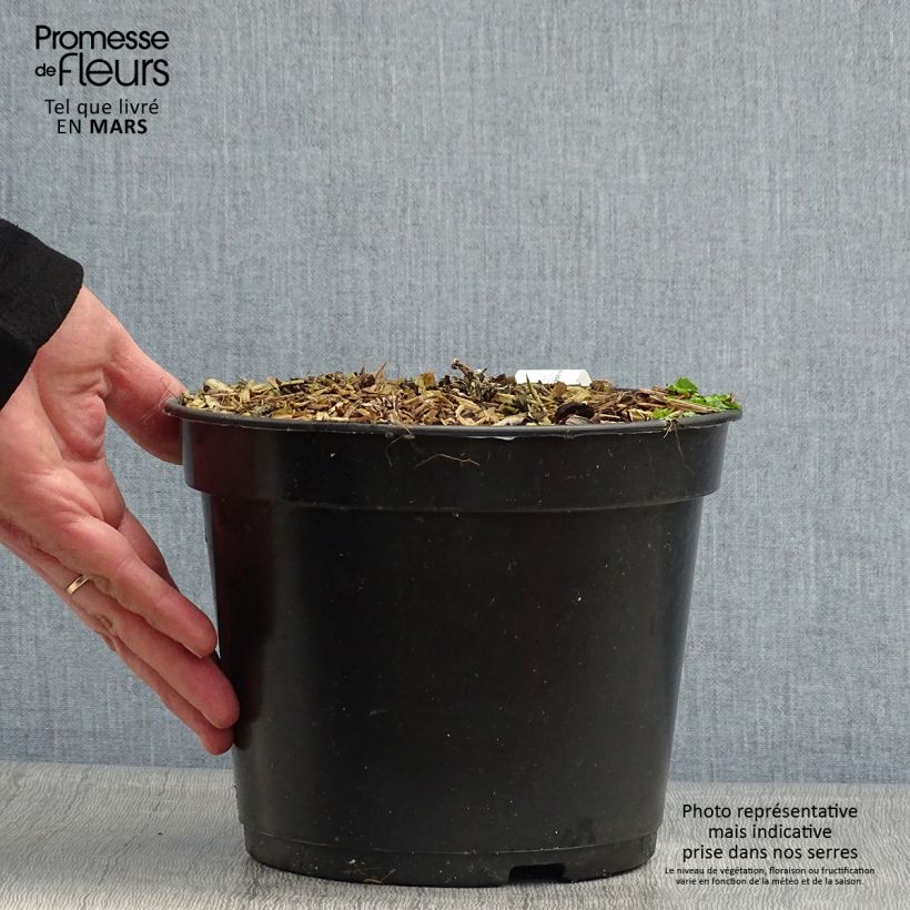 Exemplar von Crassula arborescens Curly Grey - Dickblatt Topf mit 3L/4L wie im Frühjahr geliefert