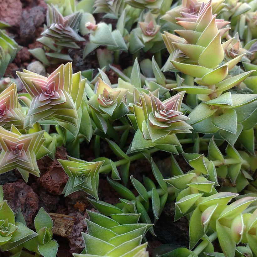 Crassula capitella - Dickblatt (Laub)
