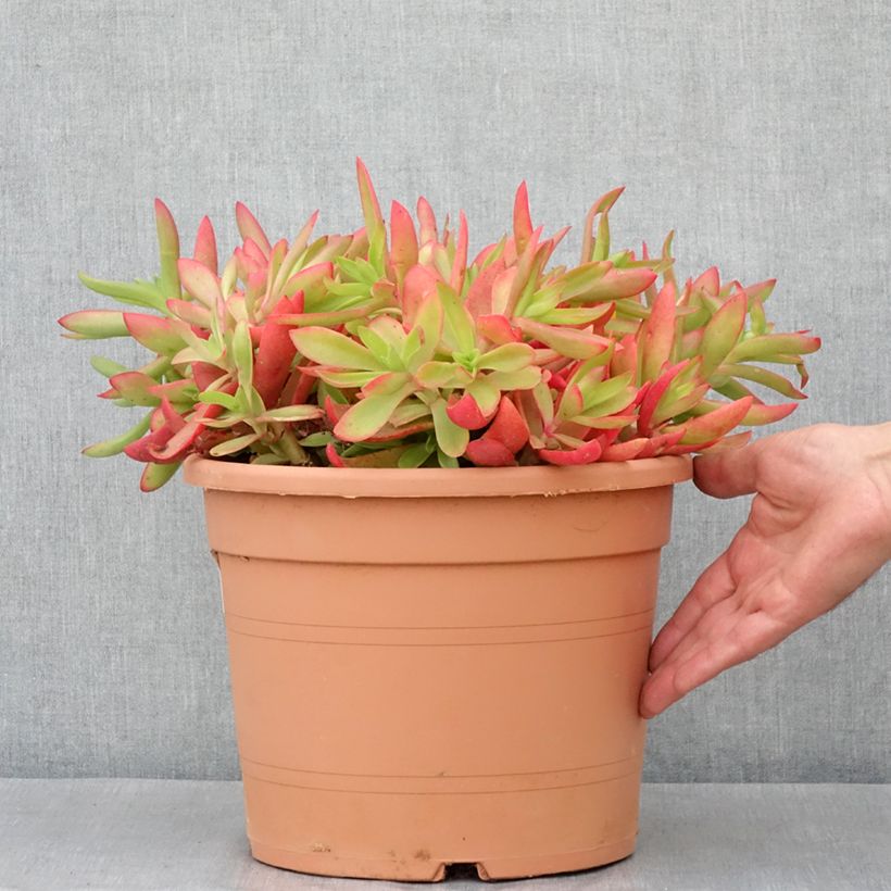 Exemplar von Crassula capitella - Pot de 7,5L/10L wie im Frühjahr geliefert