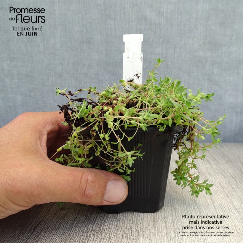 Exemplar von Crassula exilis subsp. sedifolia - Dickblatt Kleine Töpfe von 8/9 cm wie im Sommer geliefert